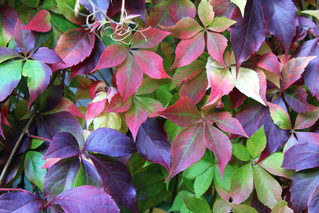 virginia creeper vines wild wine free photo