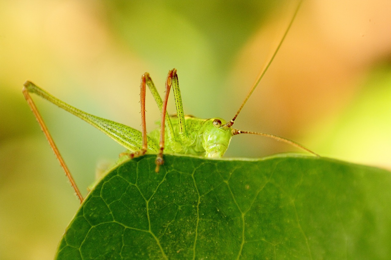 viridissima insect grasshopper free photo