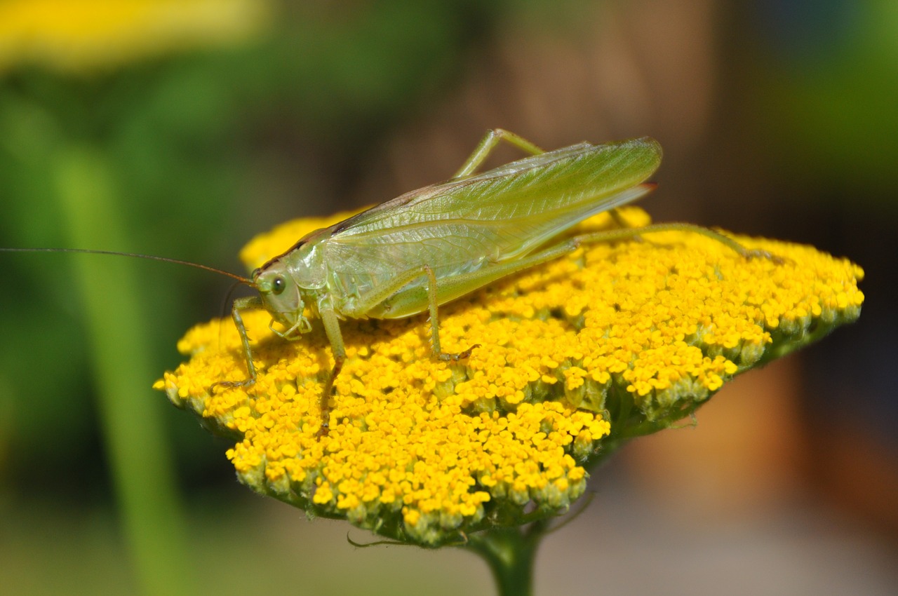 viridissima grasshopper flower free photo