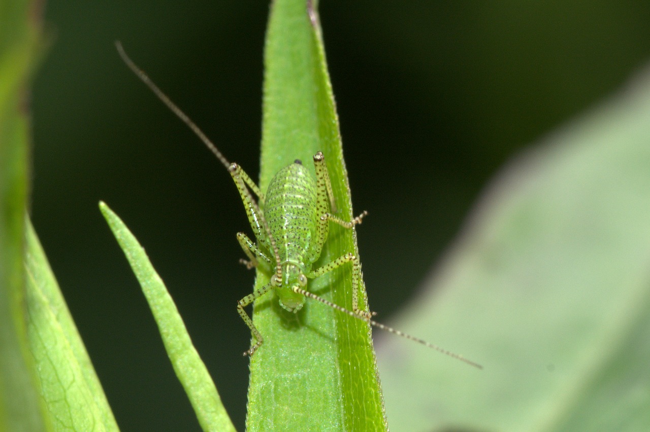 viridissima deciduous locust insect free photo