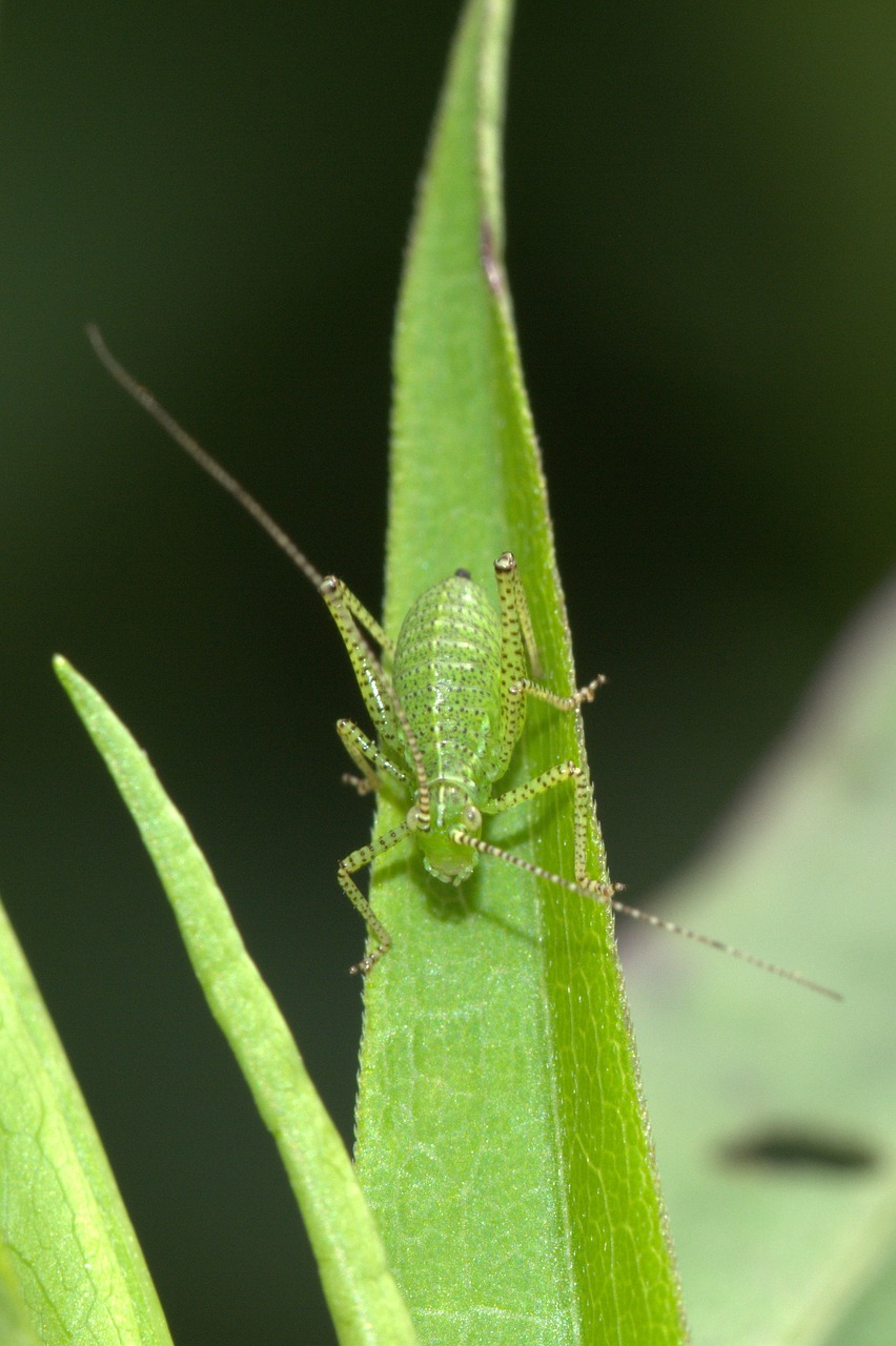 viridissima deciduous locust insect free photo