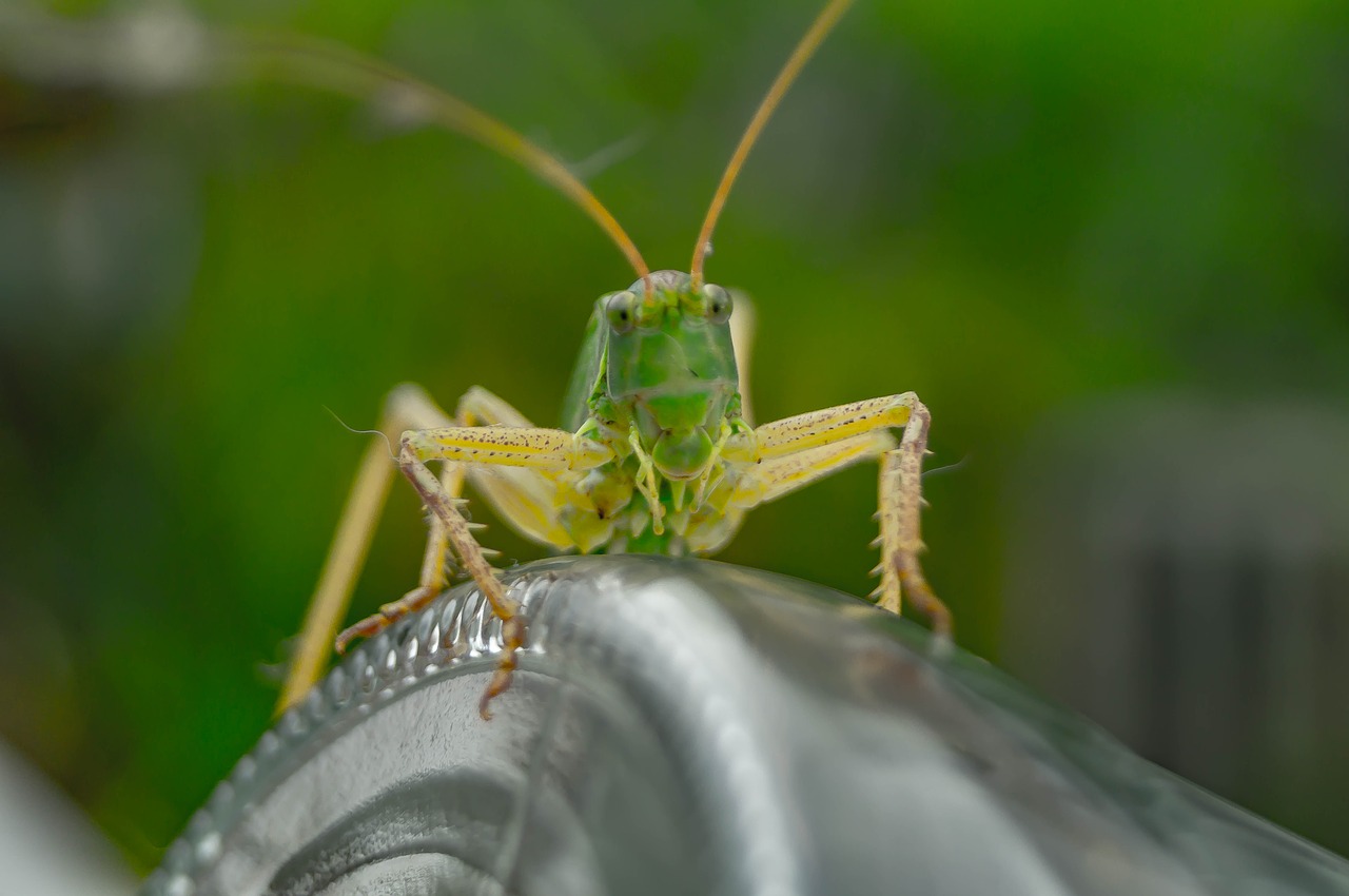 viridissima insect grasshopper free photo
