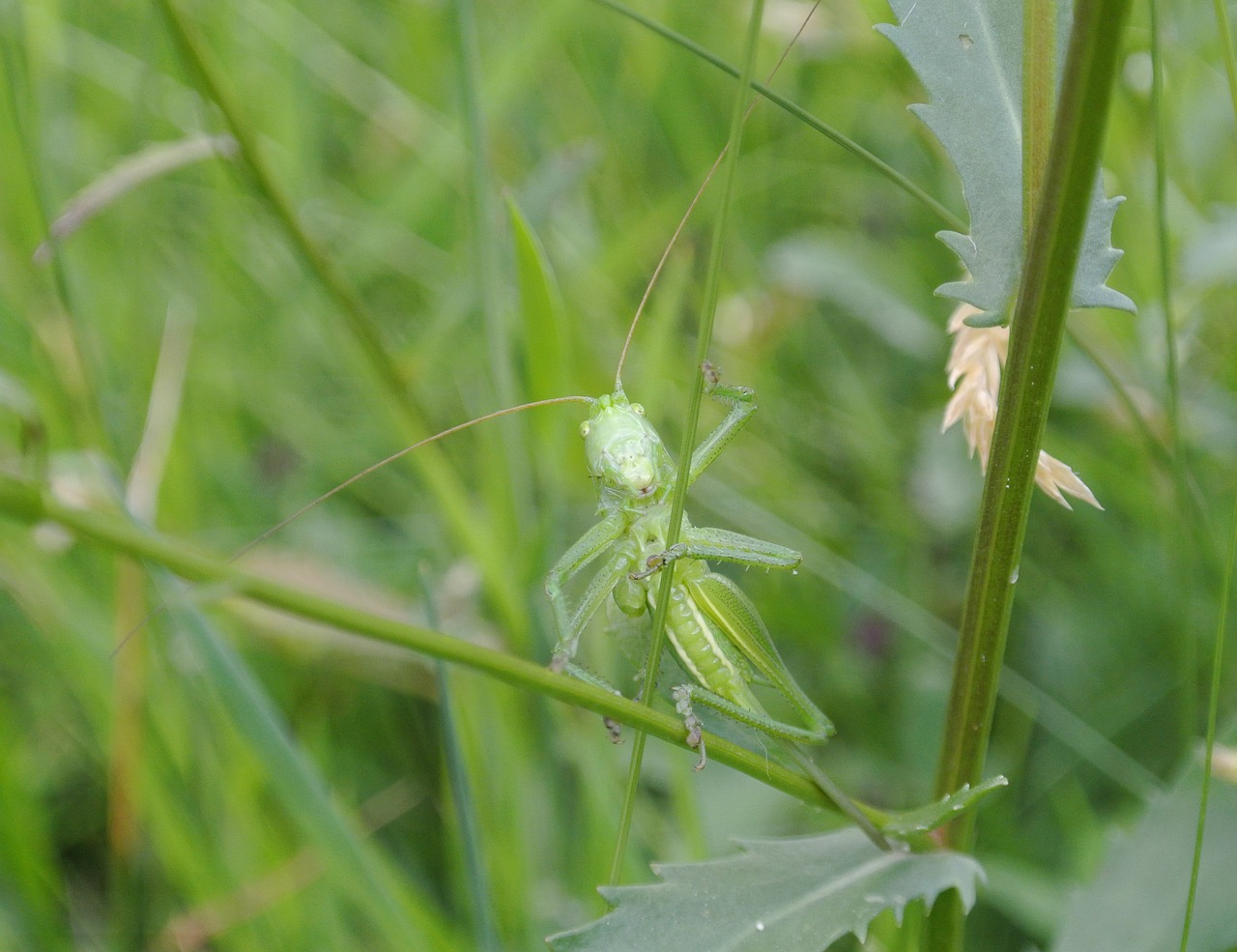 viridissima  grass  meadow free photo