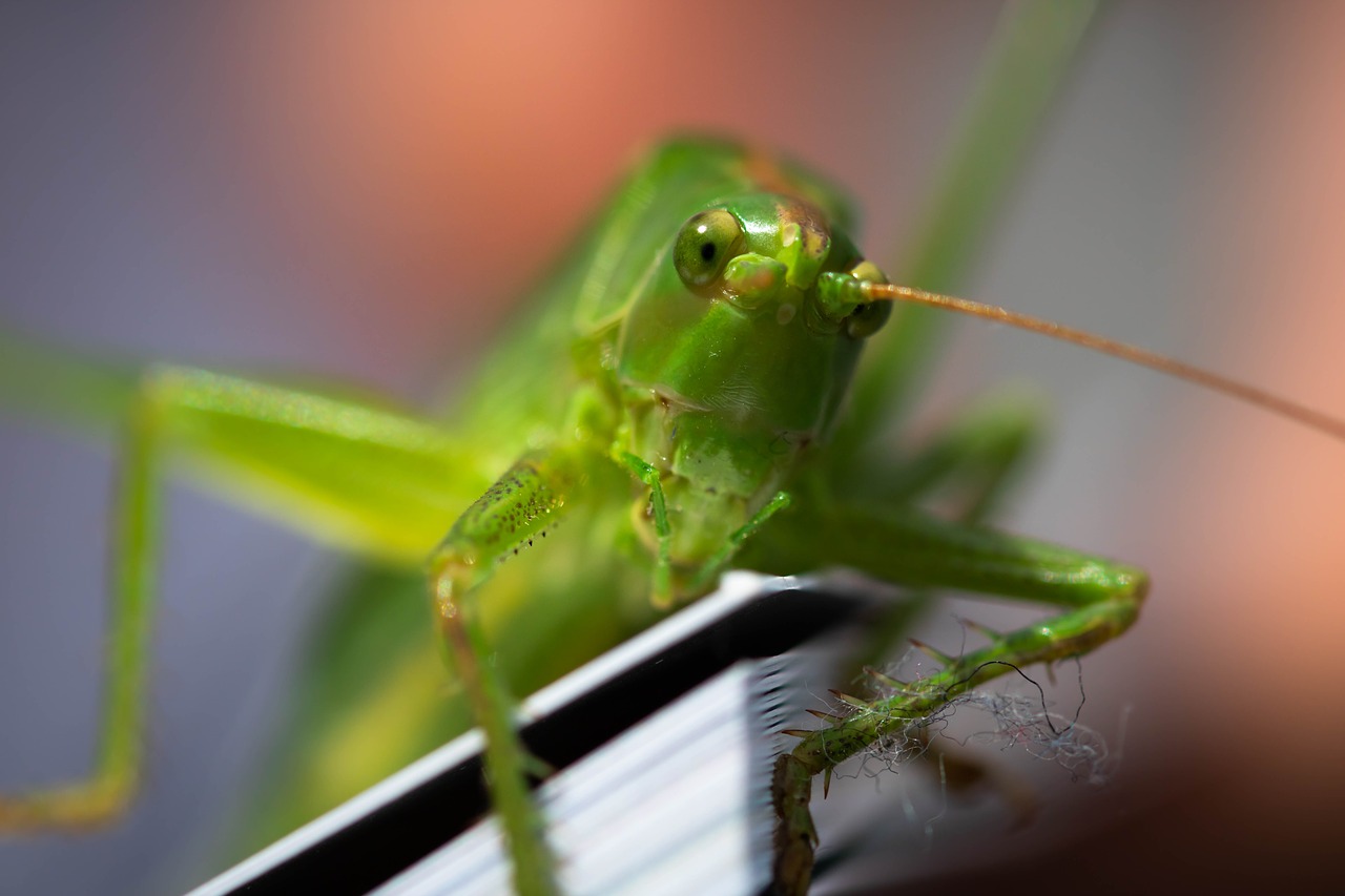 viridissima  grasshopper  macro free photo