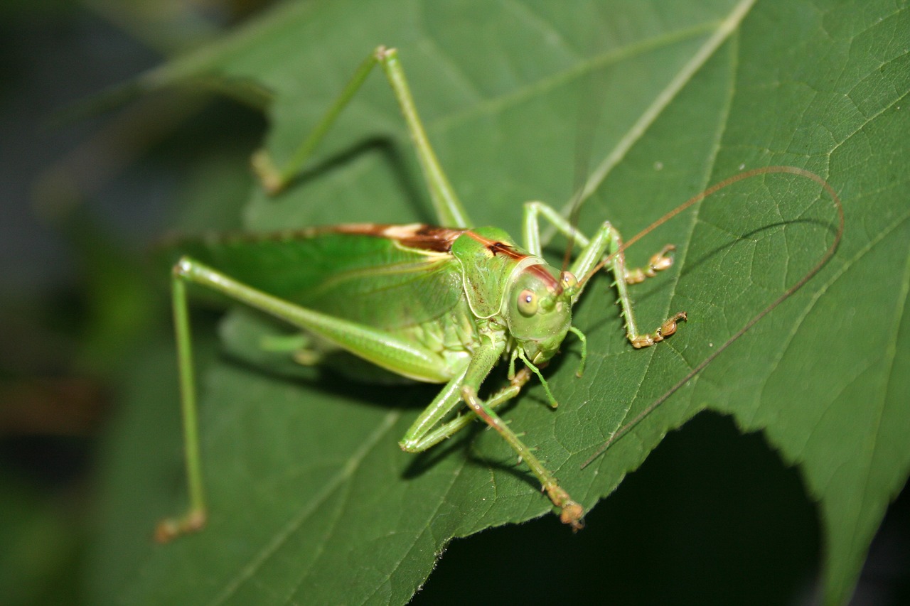 viridissima  insect  grasshopper free photo