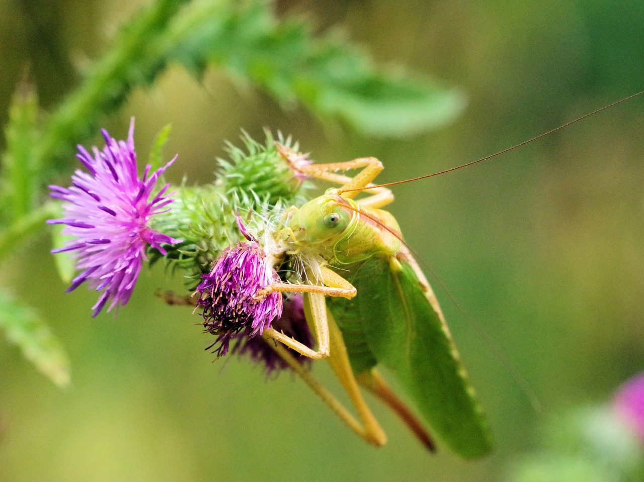 viridissima  insect  nature free photo