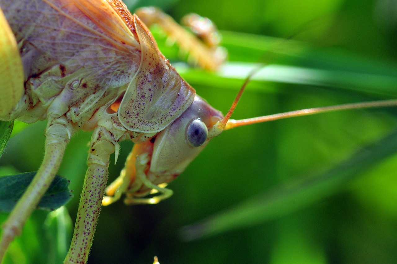 viridissima grasshopper compound free photo