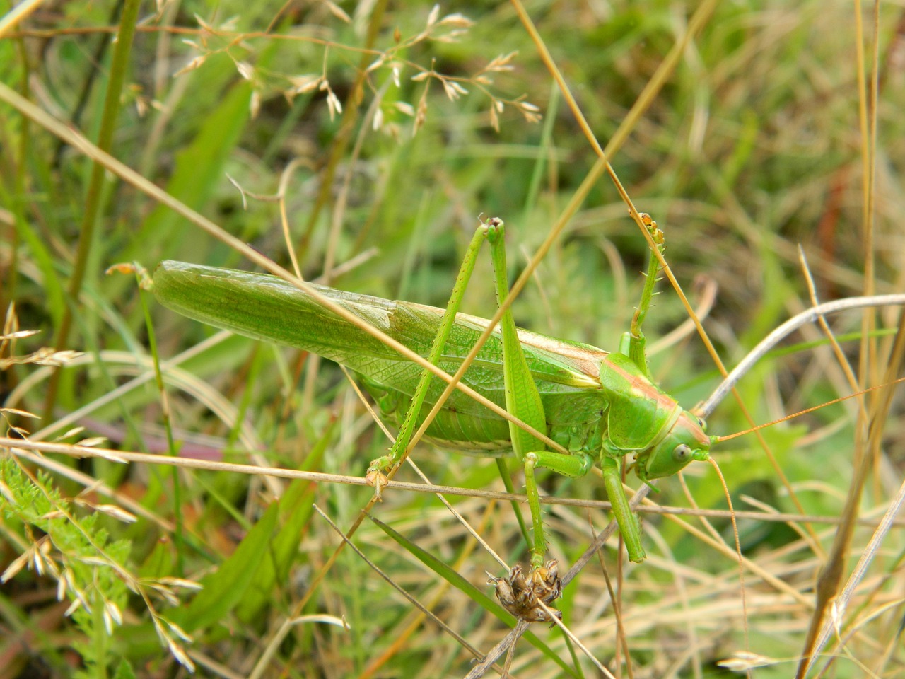 viridissima tettigonia viridissima insect