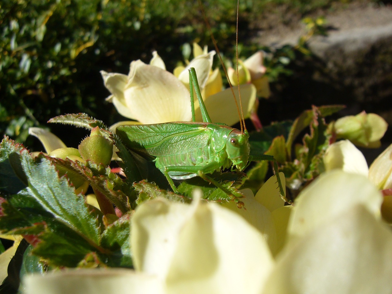 viridissima flowers grasshopper free photo