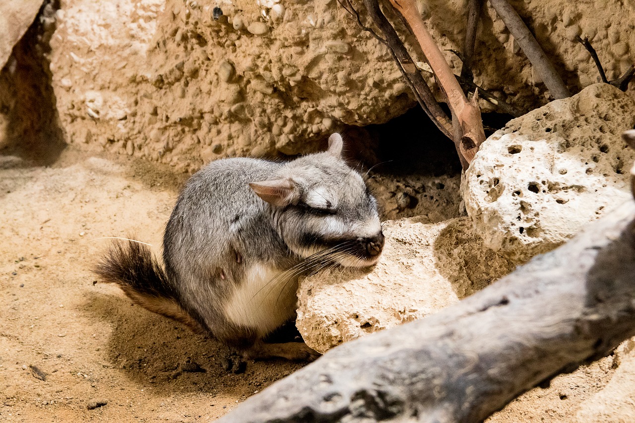 viscacha  plains viscacha  animal free photo