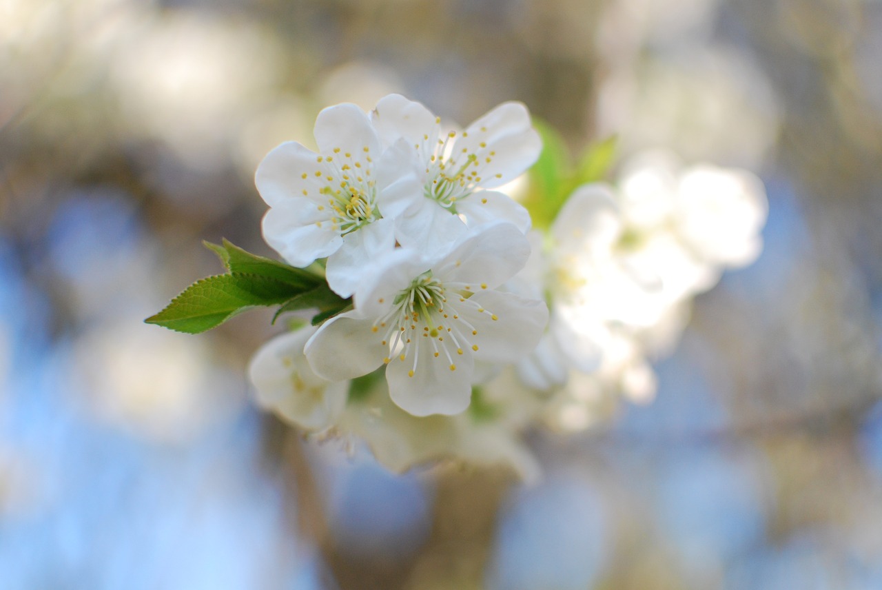 višeň white flower spring free photo