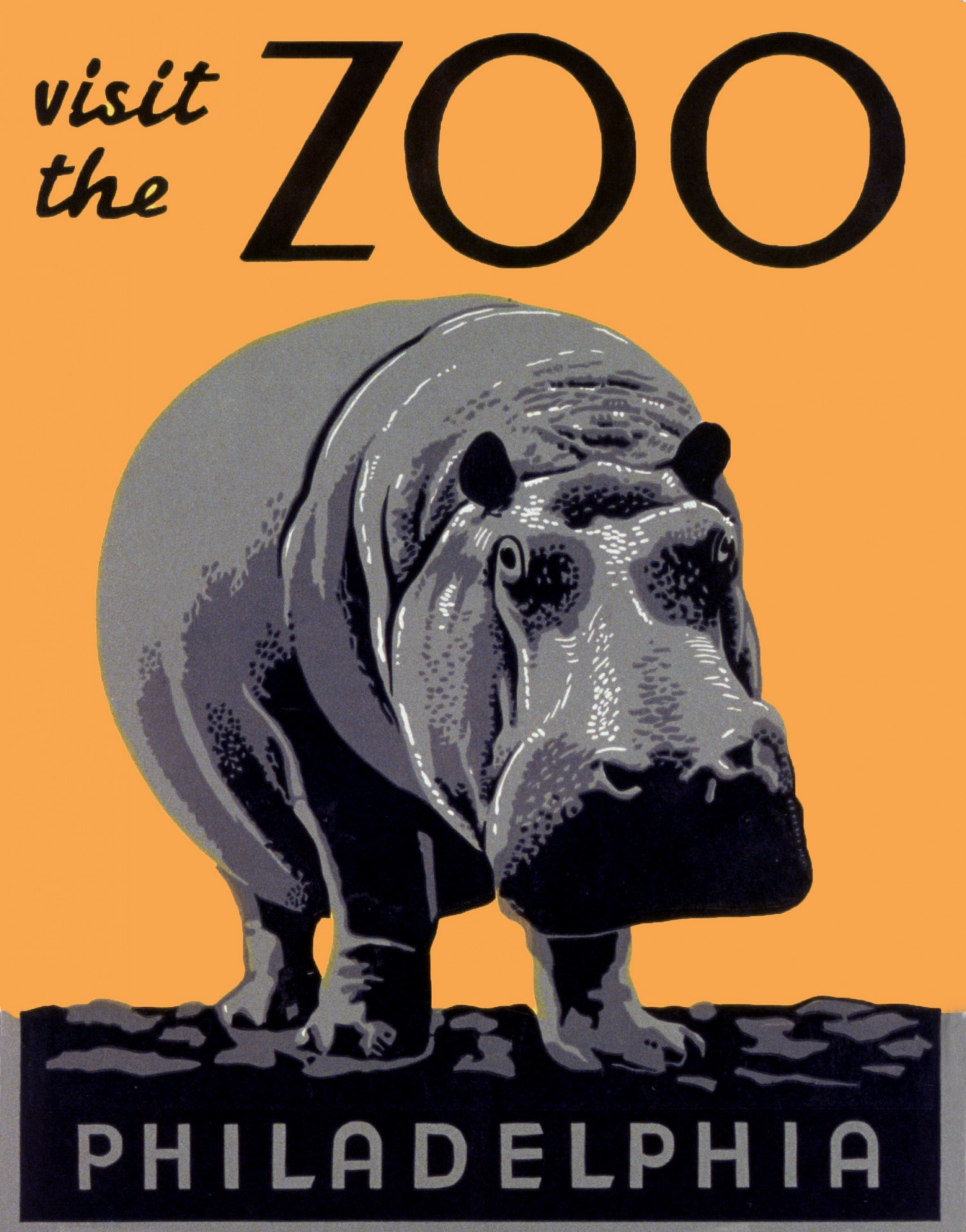 zoo visit hippo free photo