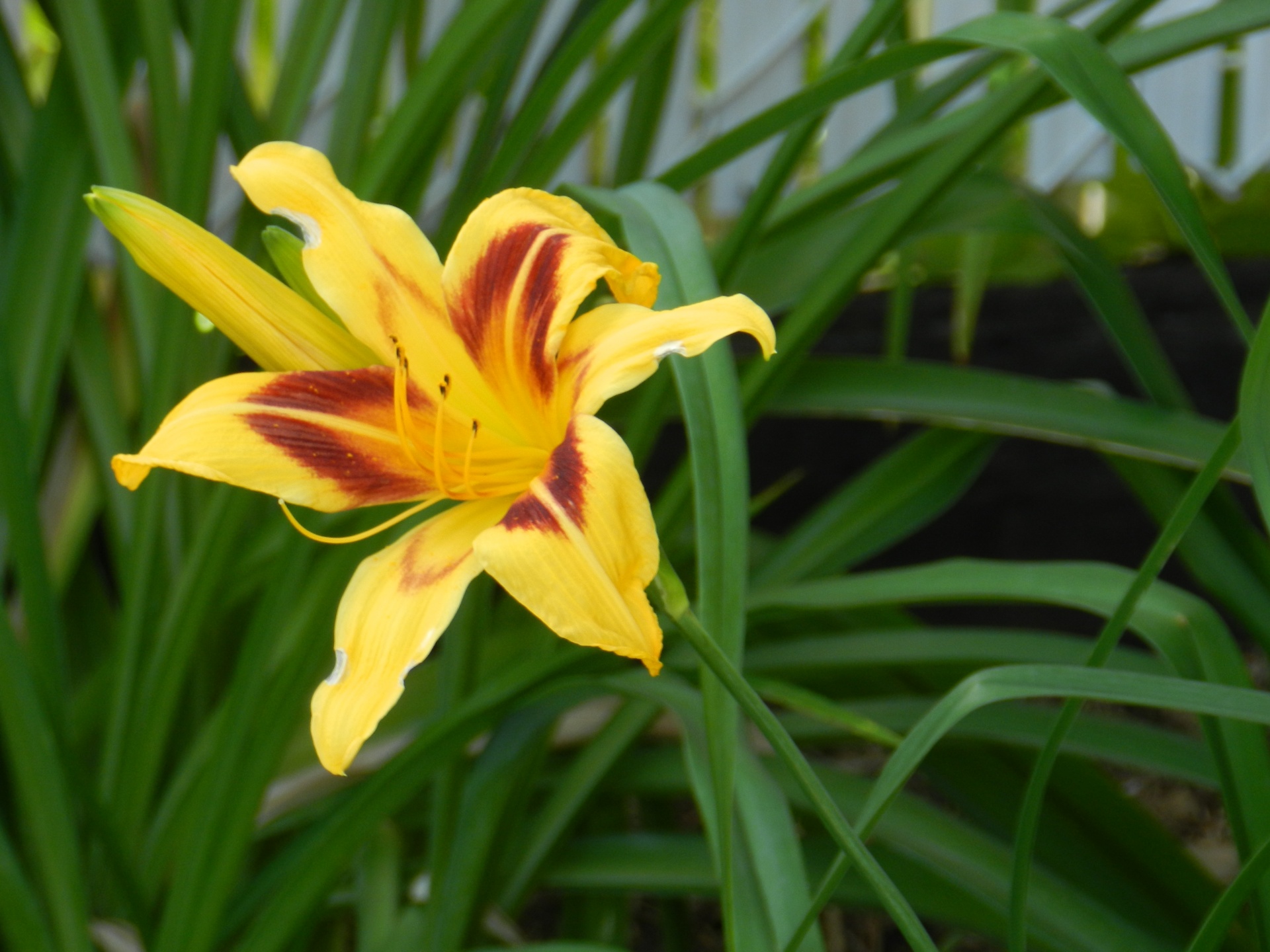 lilies foliage flower free photo