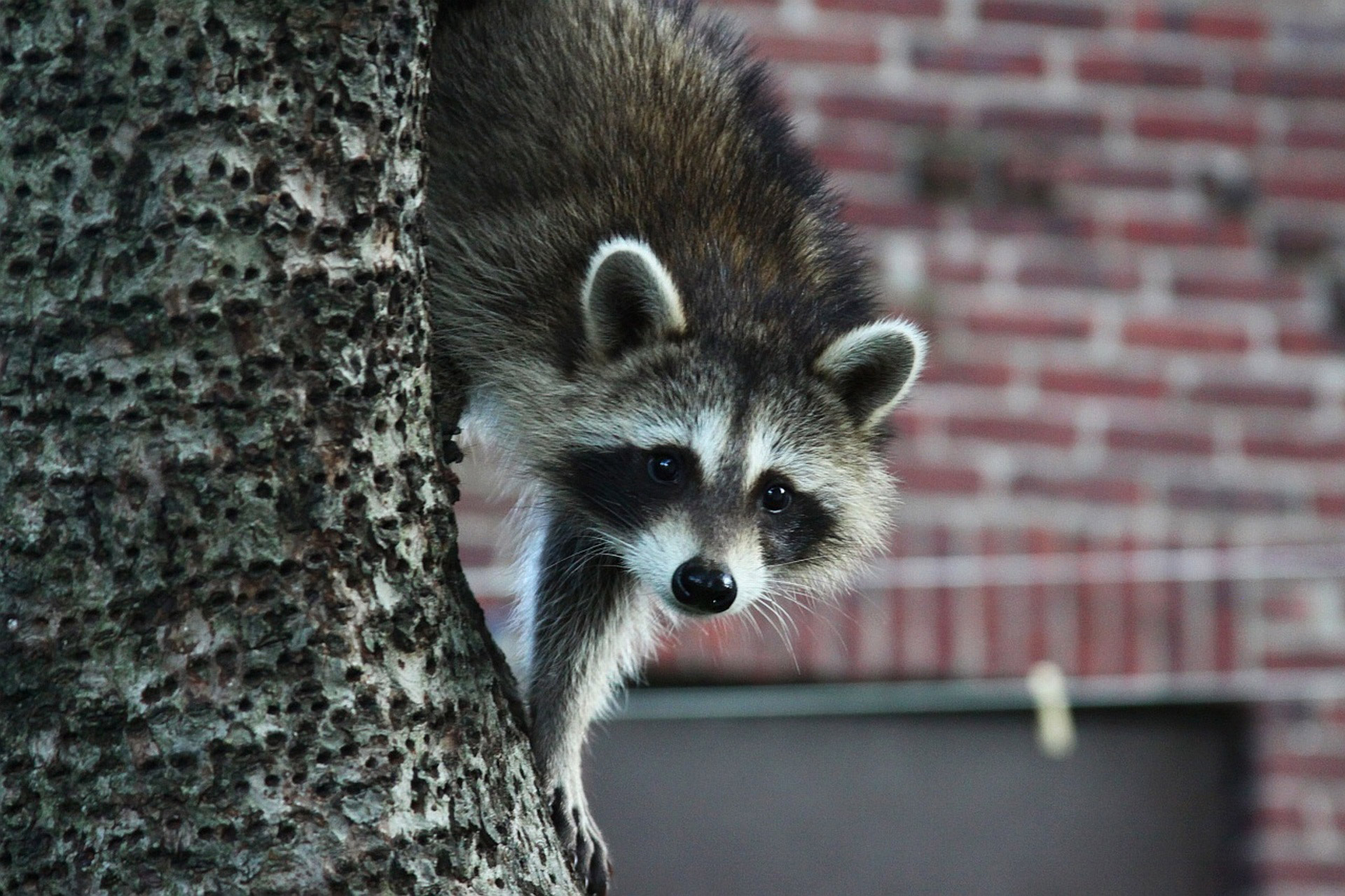 animal raccoon tree free photo