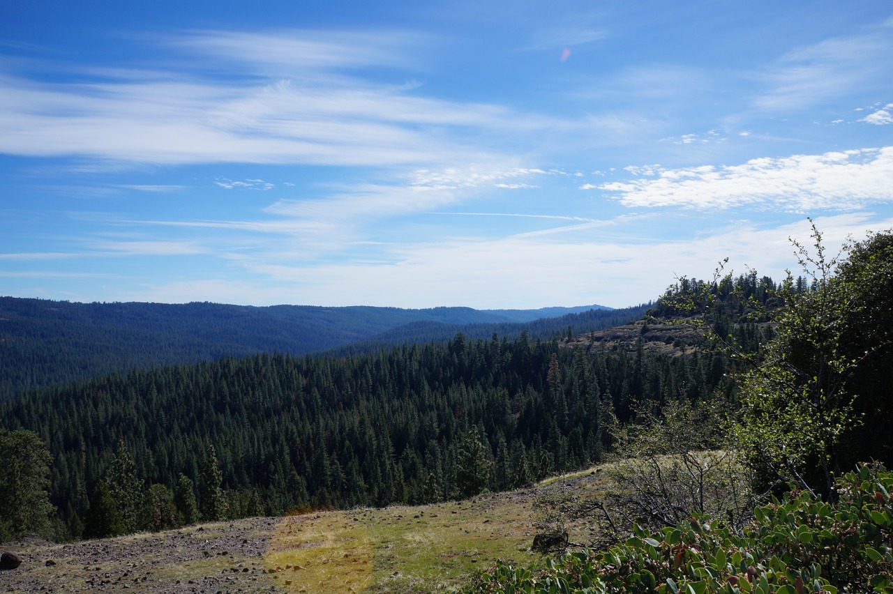 vista scenery forest free photo