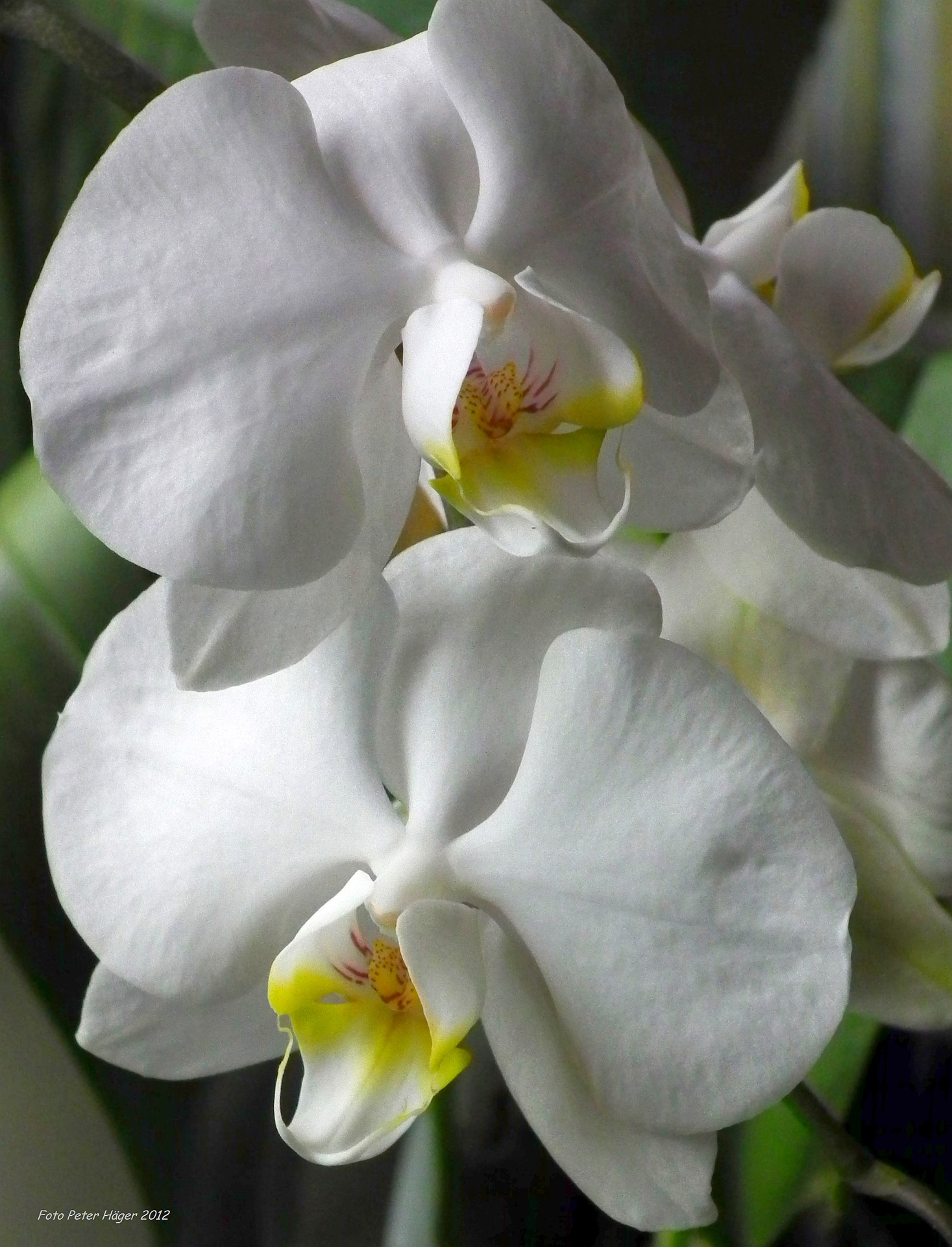 white orchid orchids free photo
