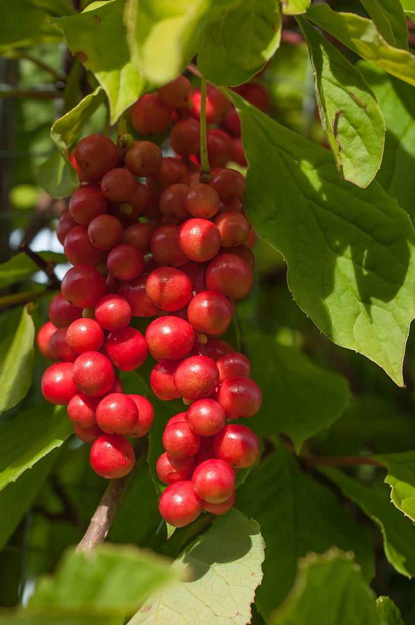 vital berry berry fruit free photo