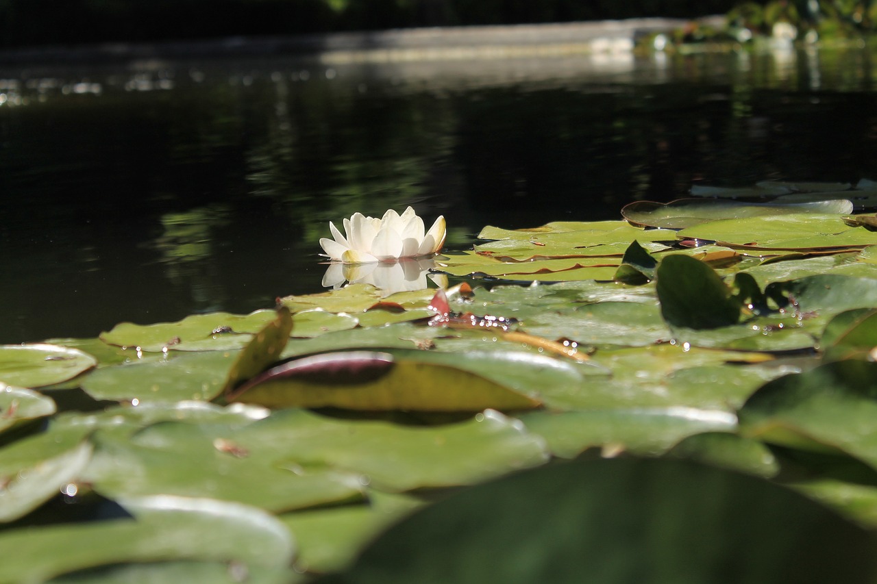 vitória régia  botanist  lake free photo