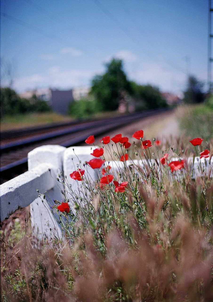 vivid poppy station free photo