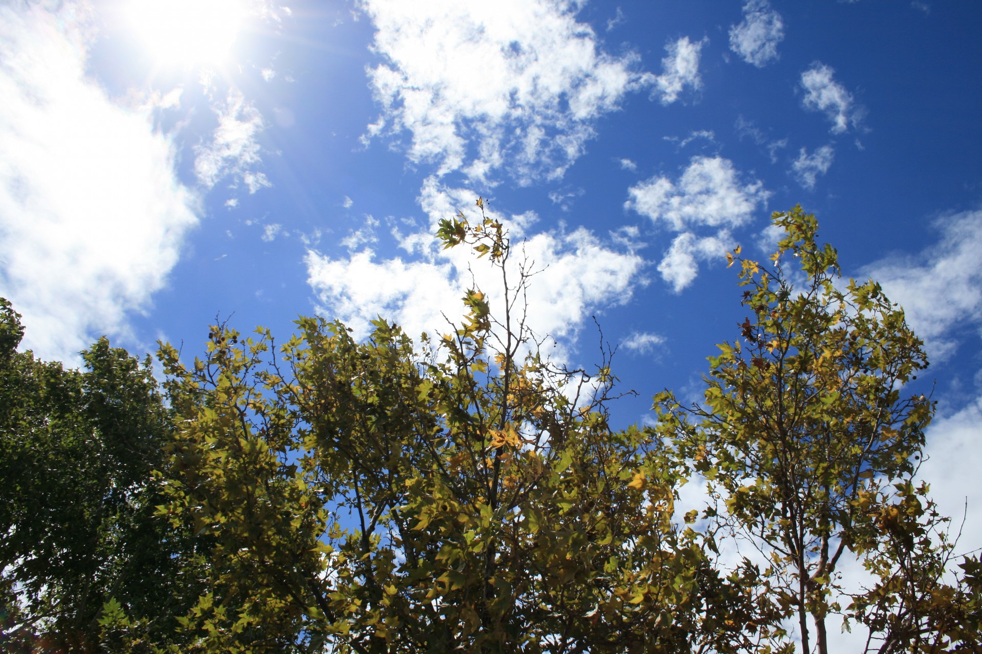 sky blue vivid free photo