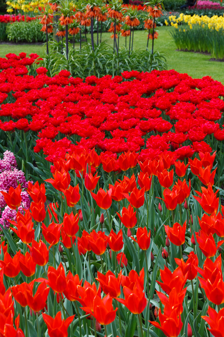 beautiful flower bed free photo