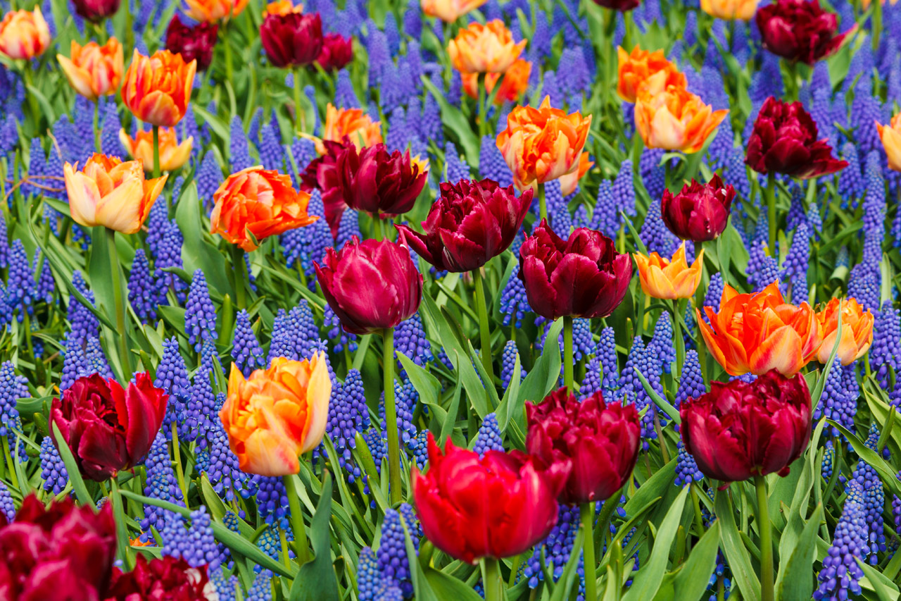 orange tulips flower free photo