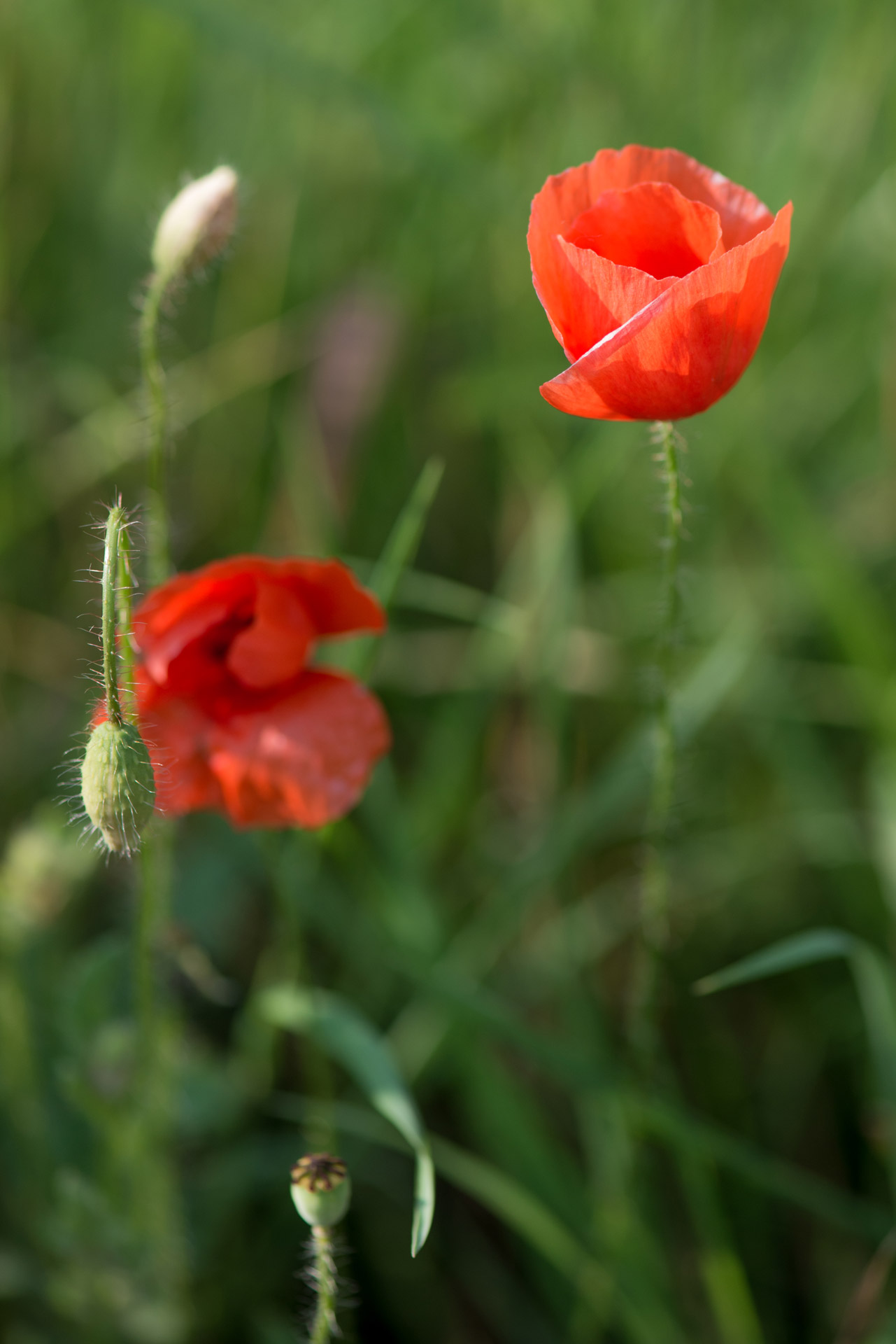 red poppy poppies poppy free photo