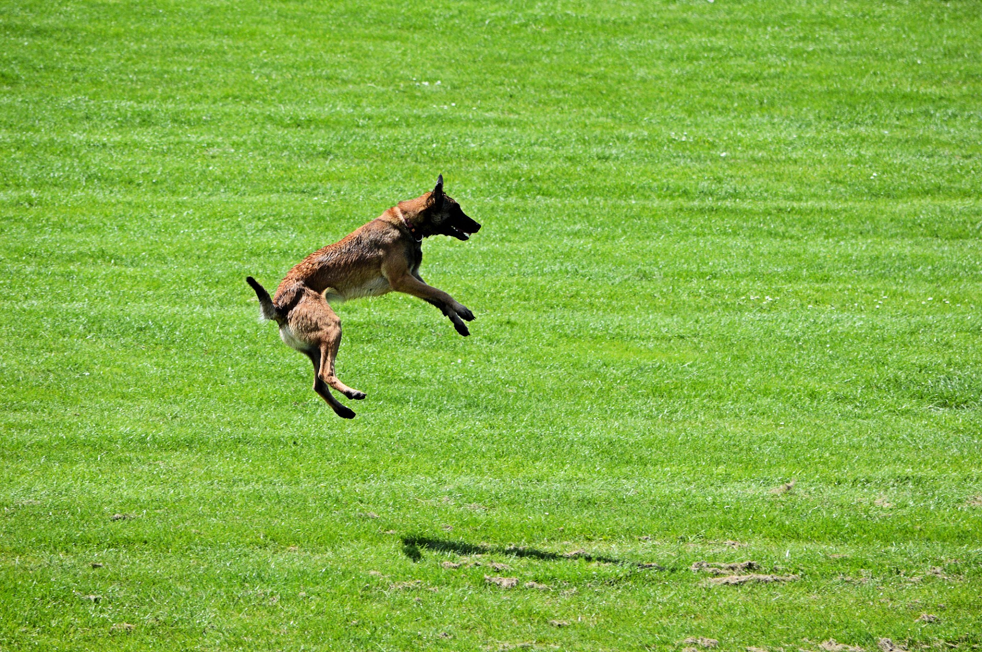My dog can jump. Jumping Dog. Дог дей прыгает картинка. Dog Jump odam. Jump_Dog_Team.
