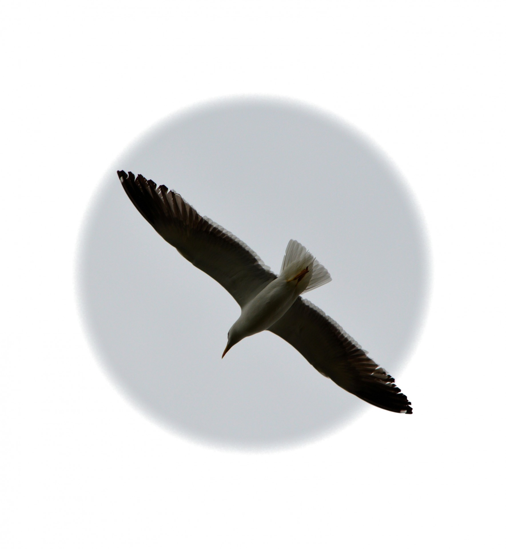 seagull animal flying free photo