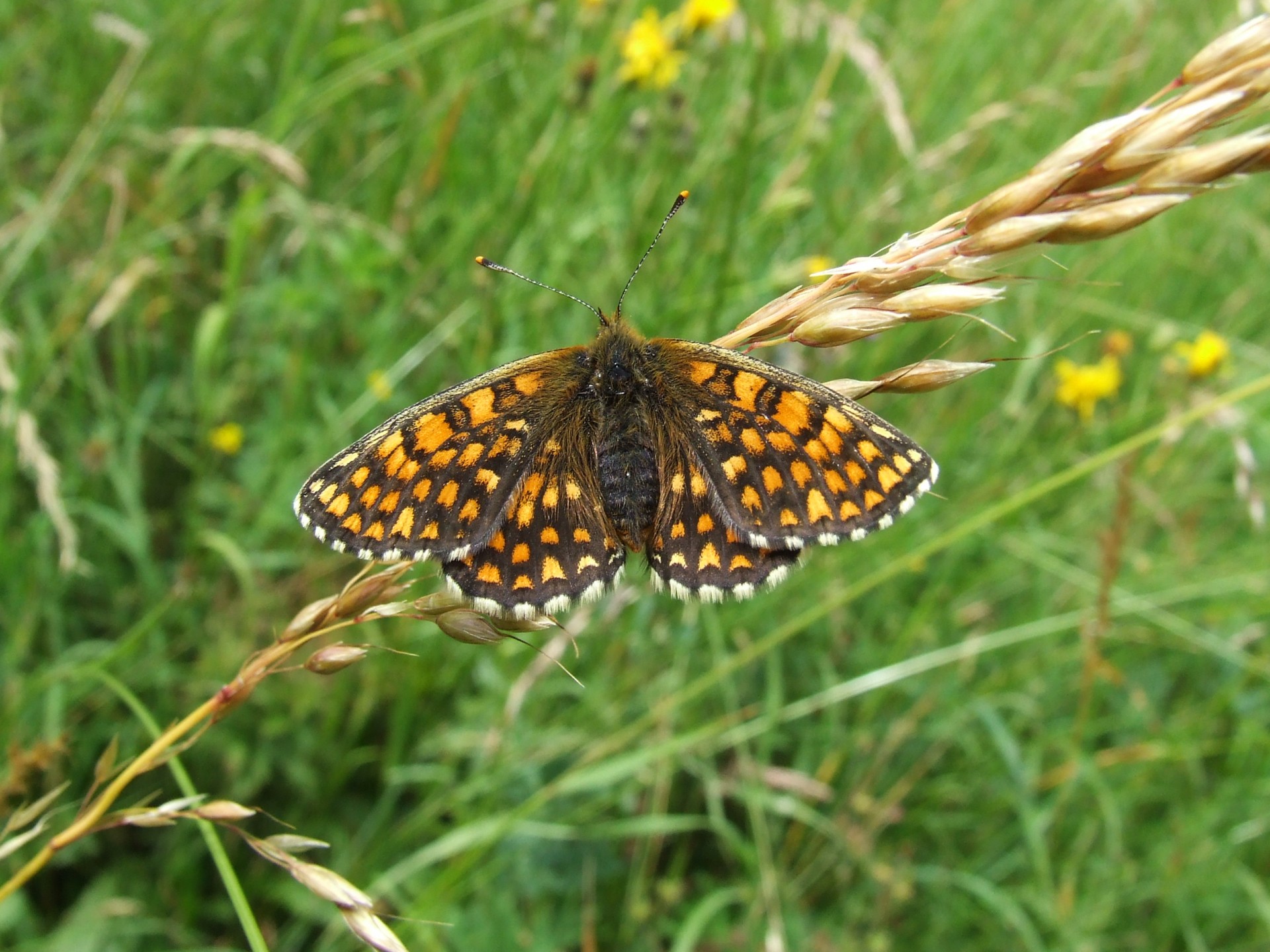 butterfly grass blade grass free photo