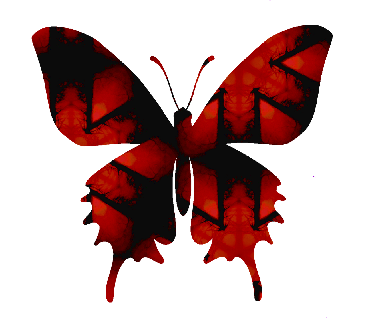 vlinder insect vorm free photo