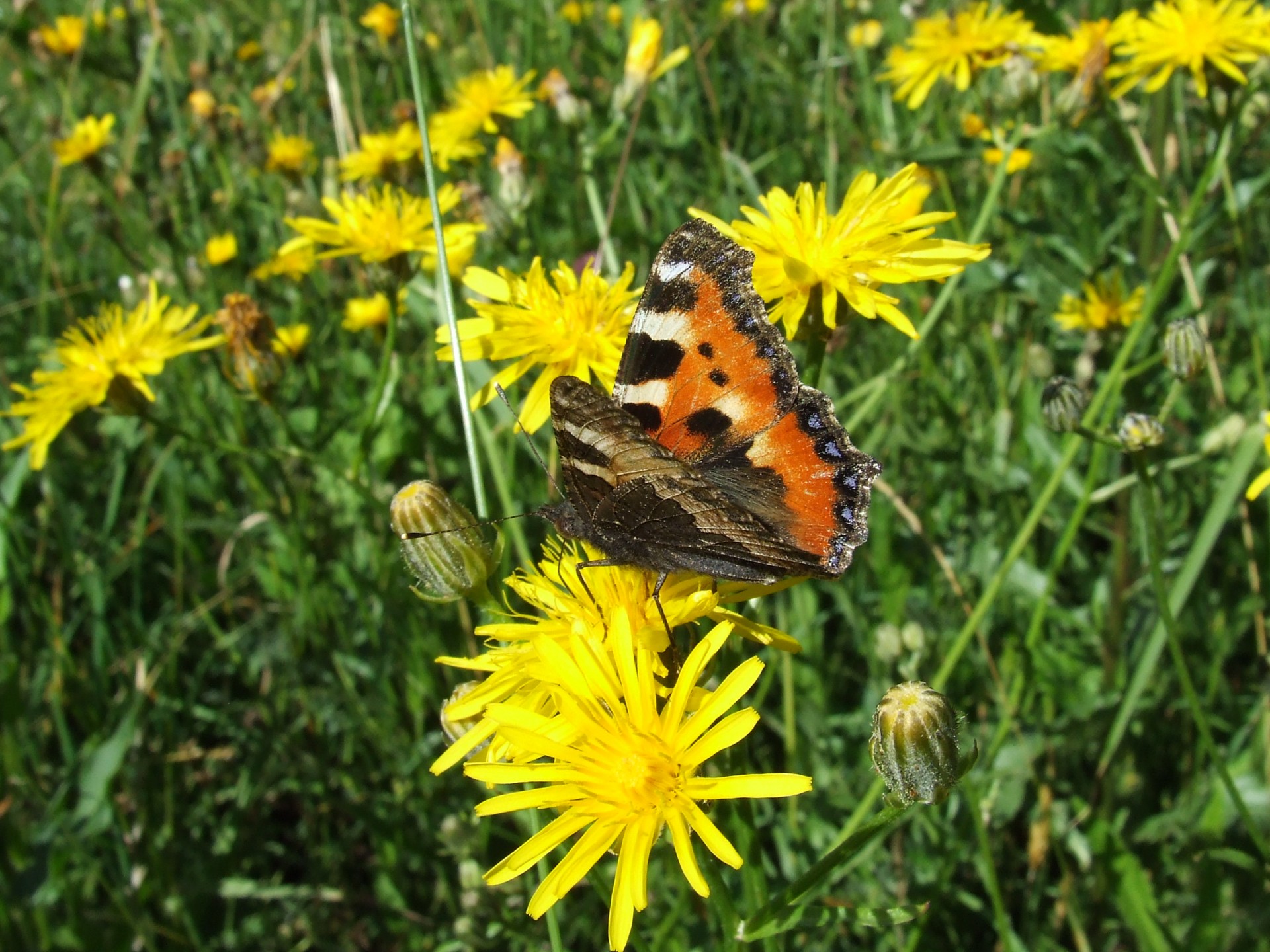 butterfly dandelion meadow free photo