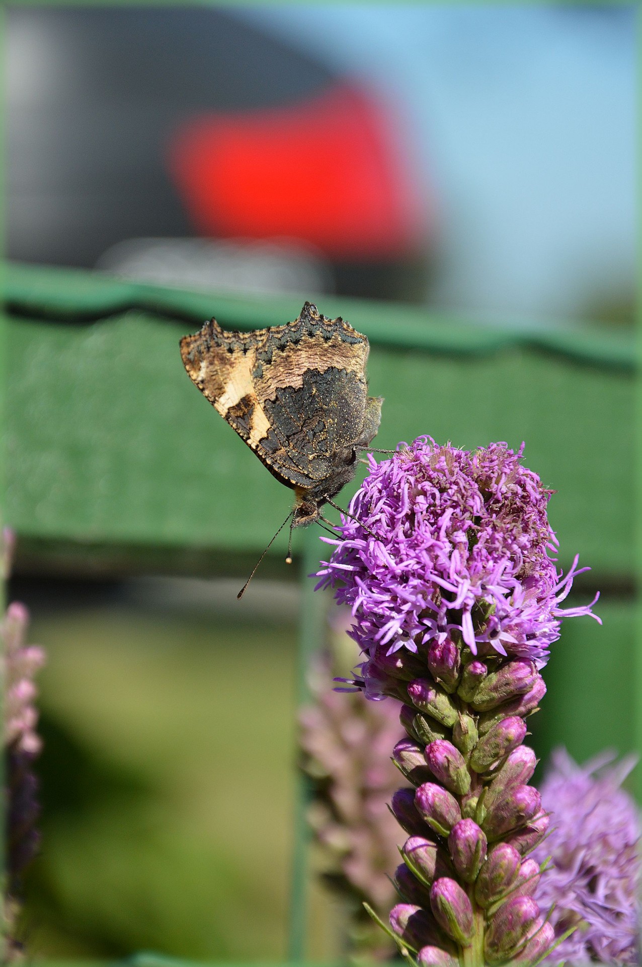 butterfly garden insect free photo