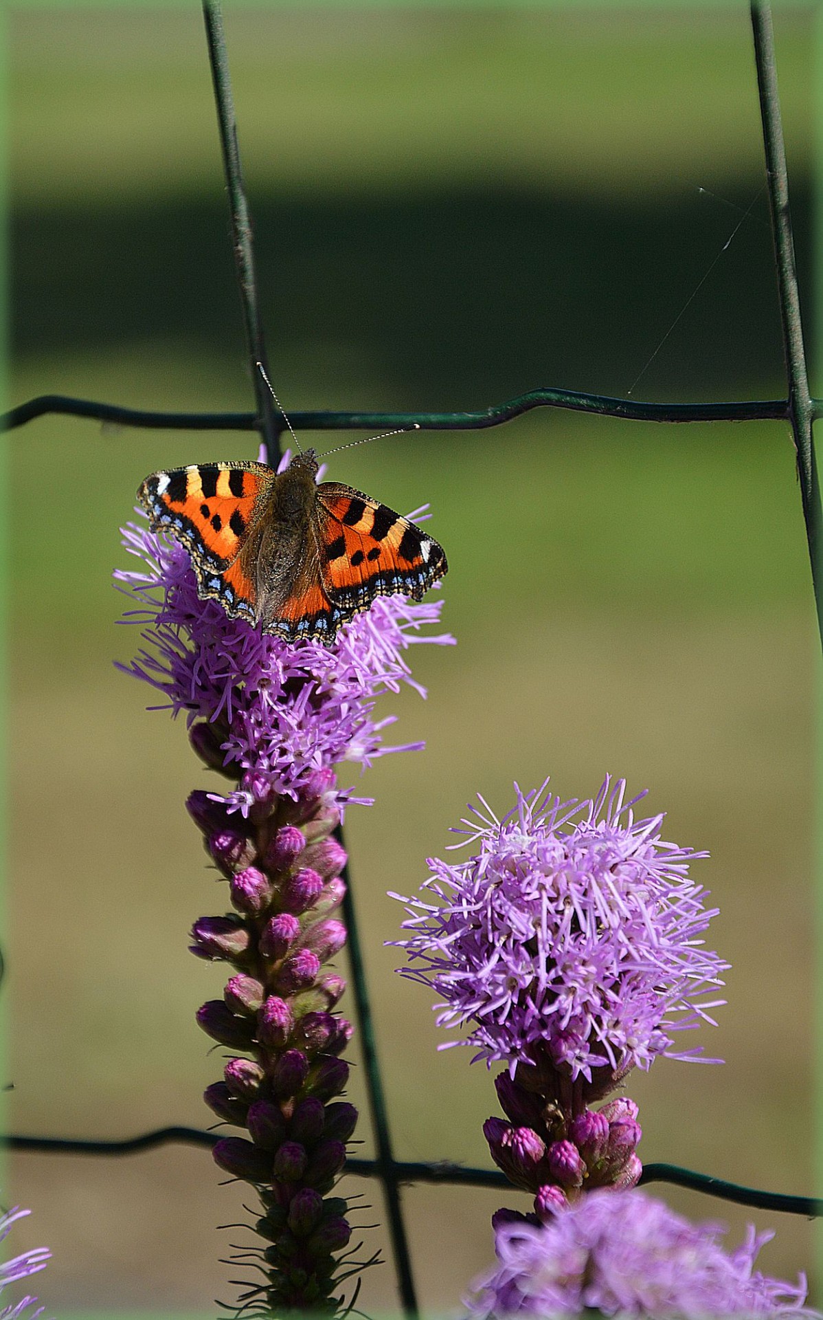 butterfly garden insect free photo