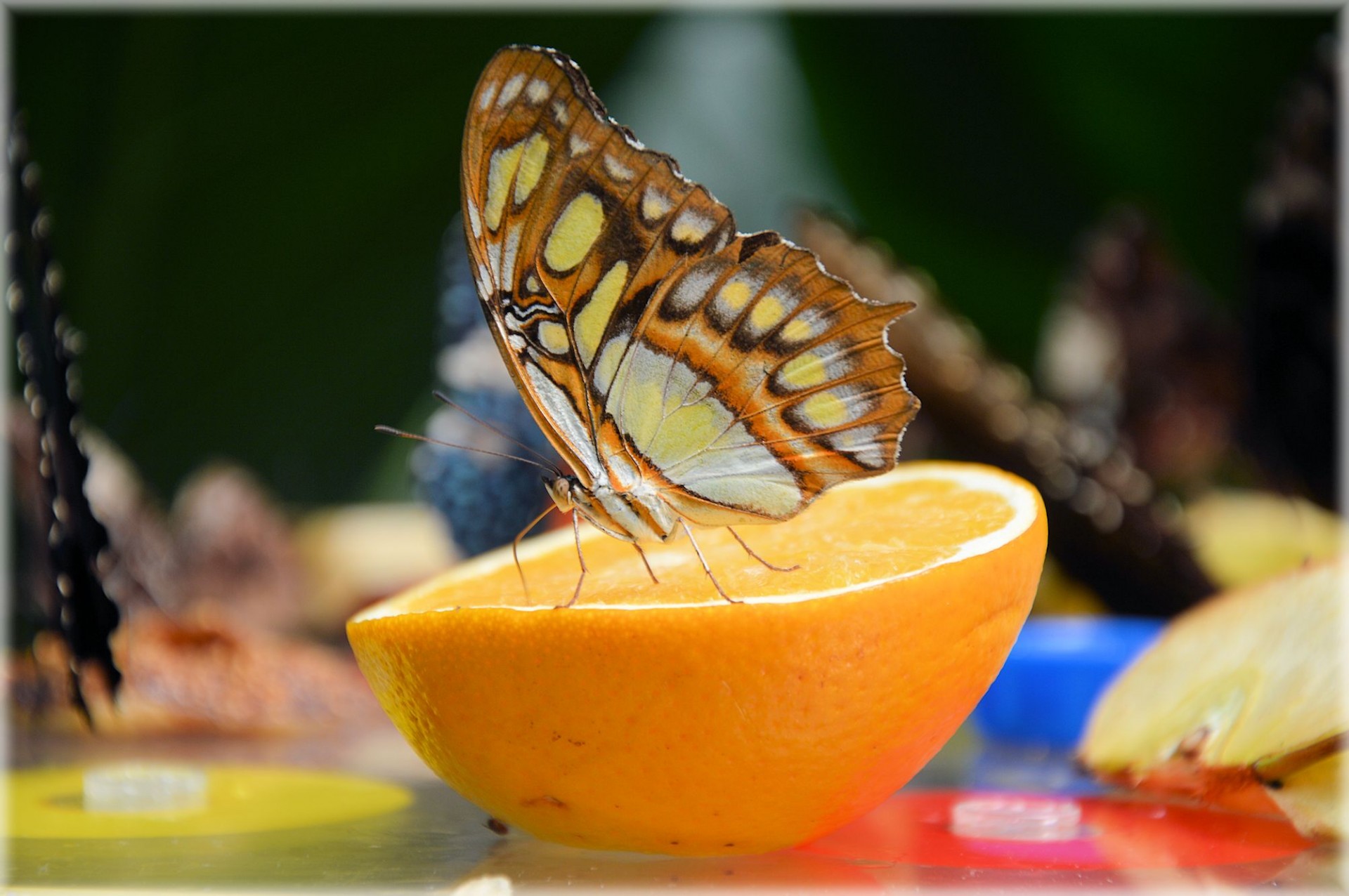 butterfly garden tropical free photo