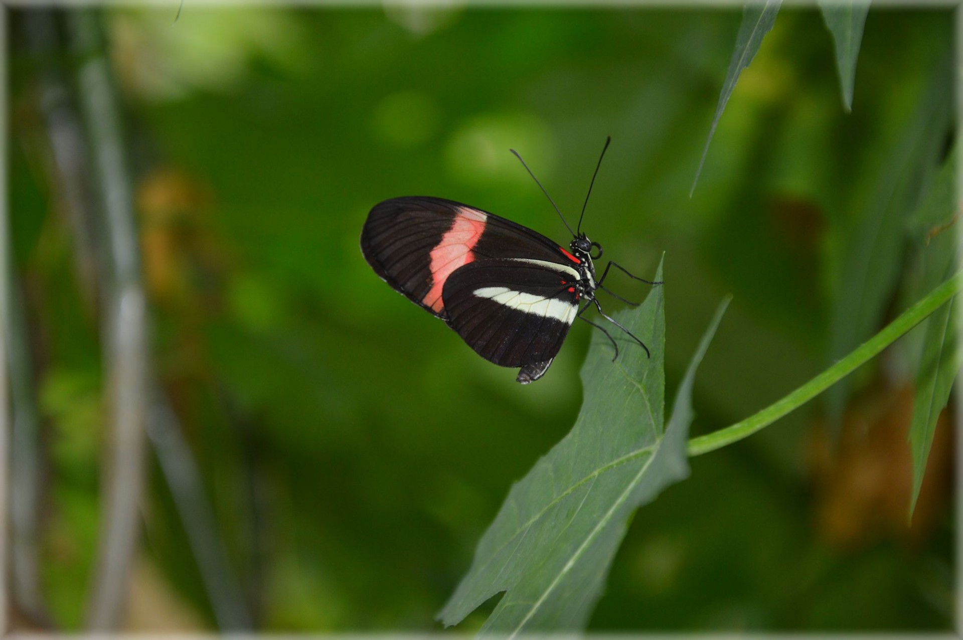 butterfly garden tropical free photo