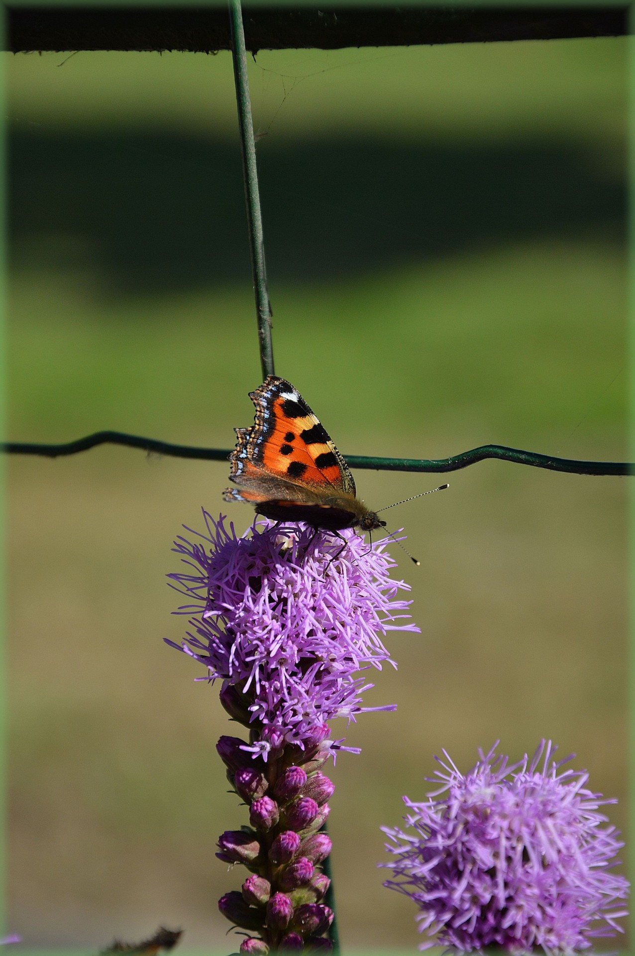 butterfly garden insect free photo