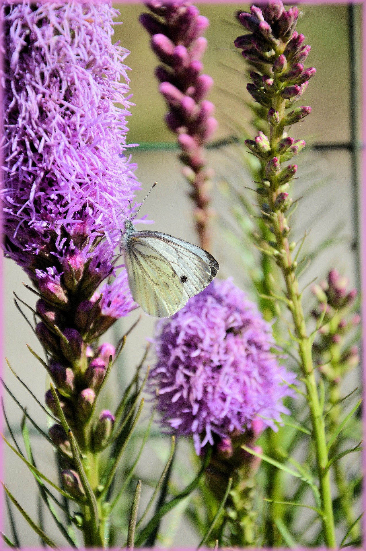 butterfly garden insect free photo