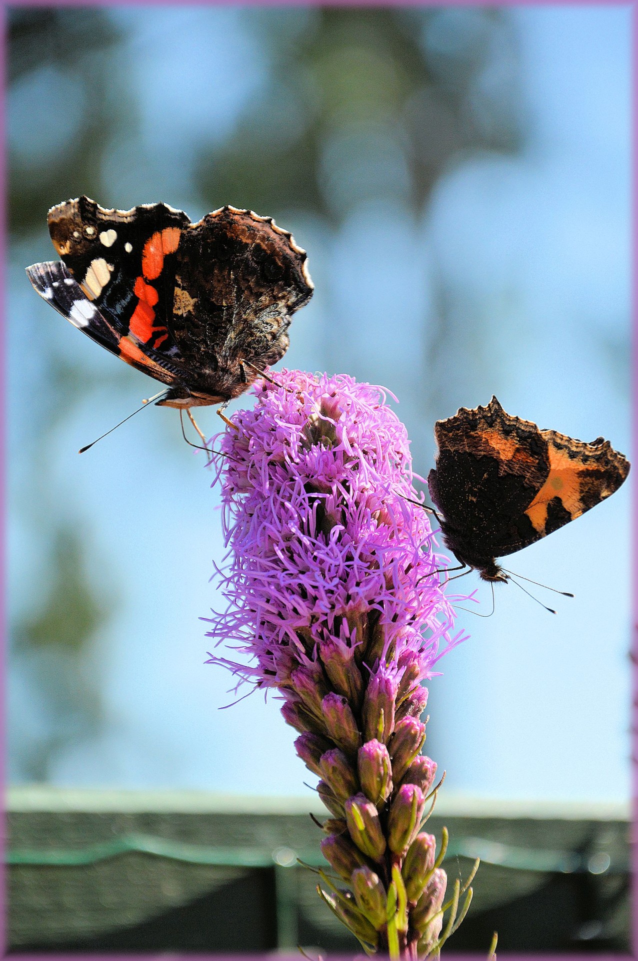 butterfly garden insect free photo