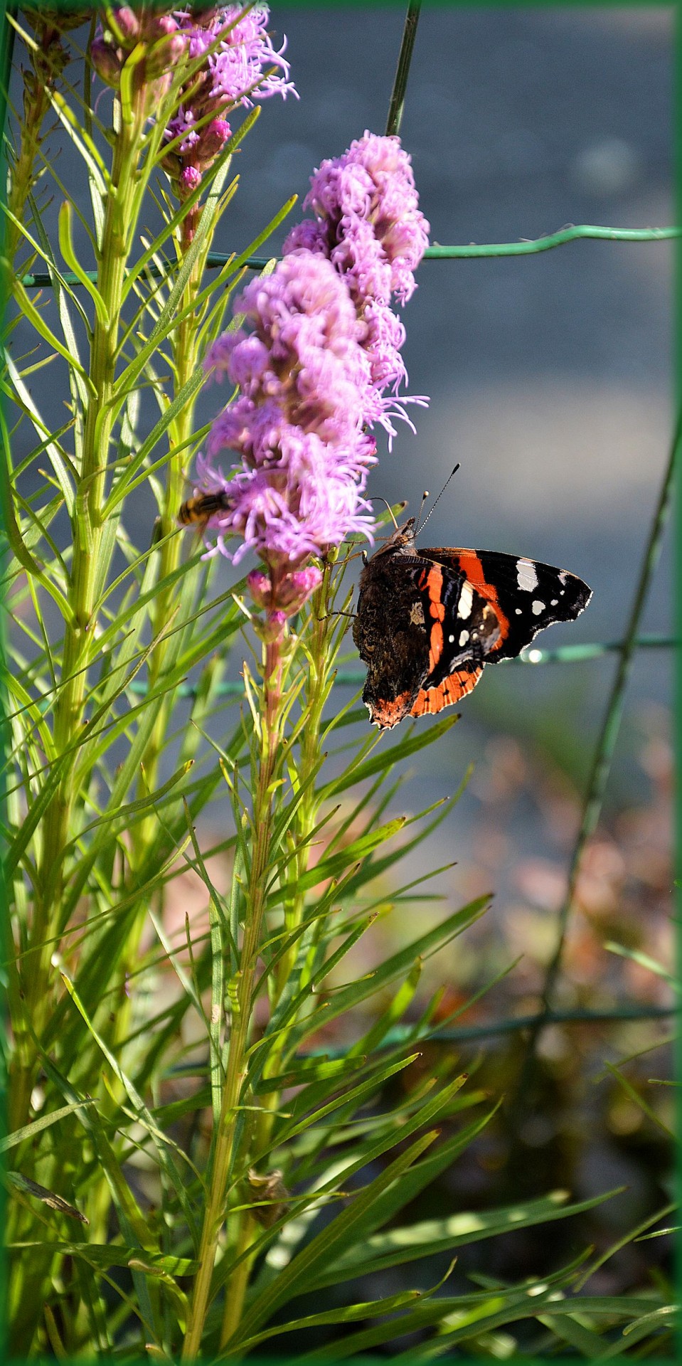 butterfly garden insect free photo