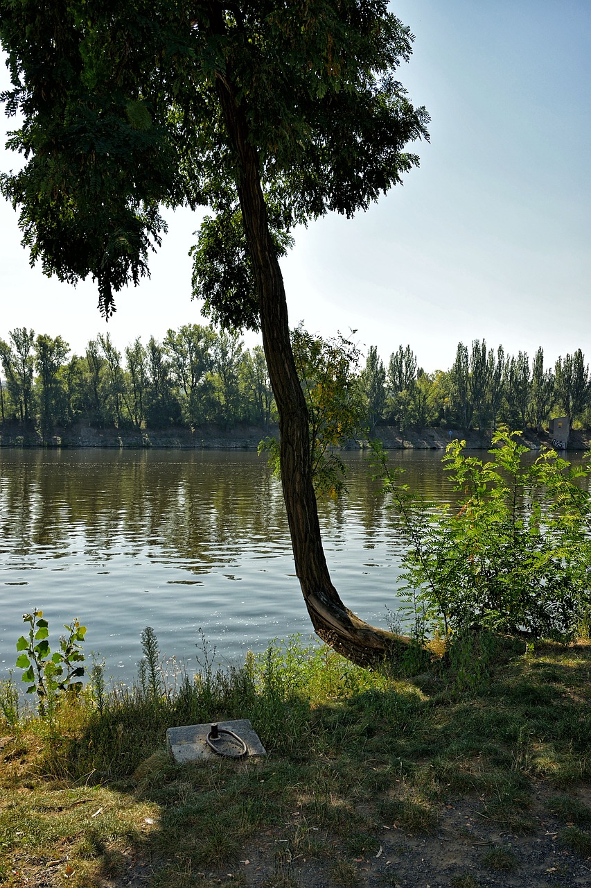 vltava tree peace free photo