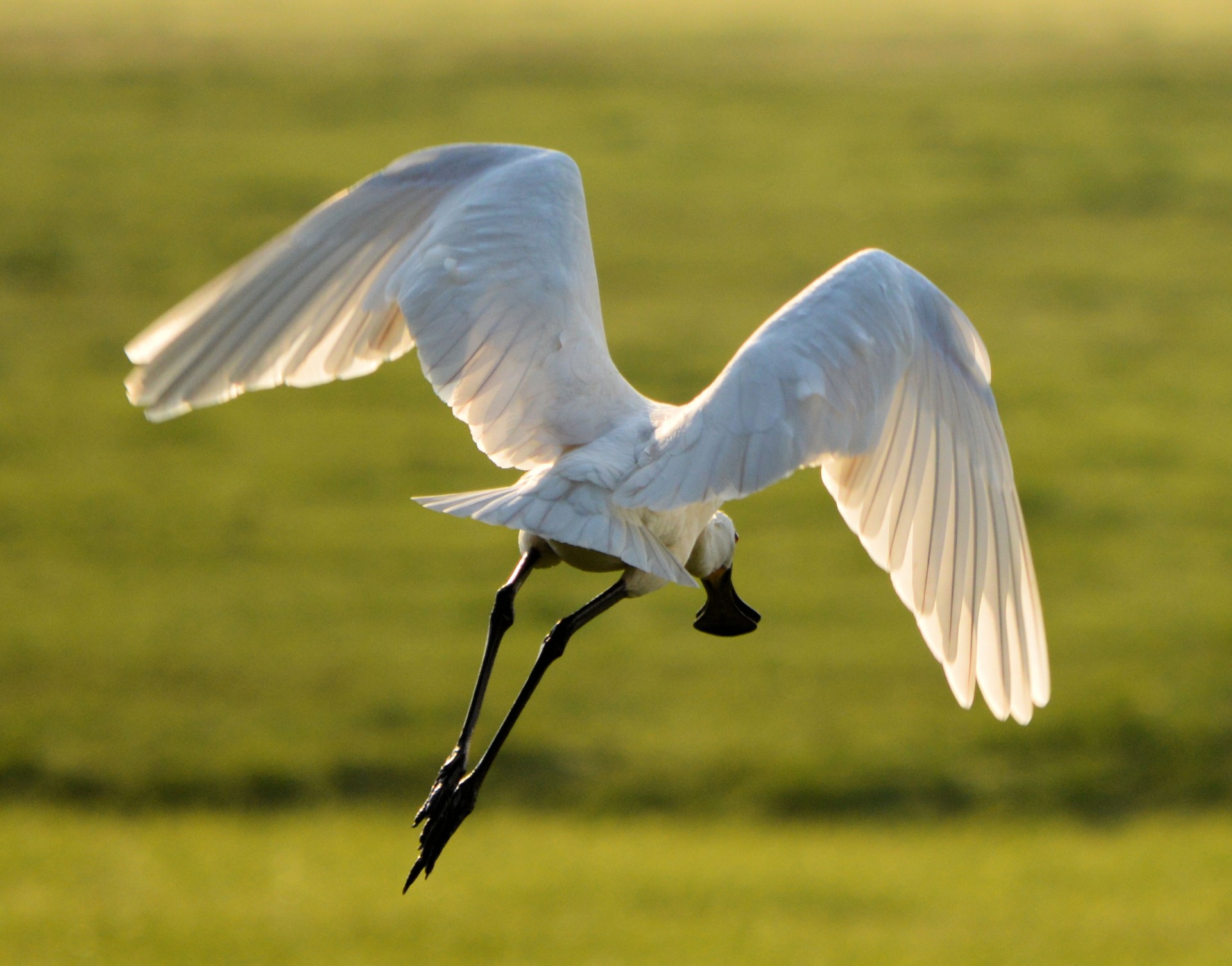 spoonbill water white free photo