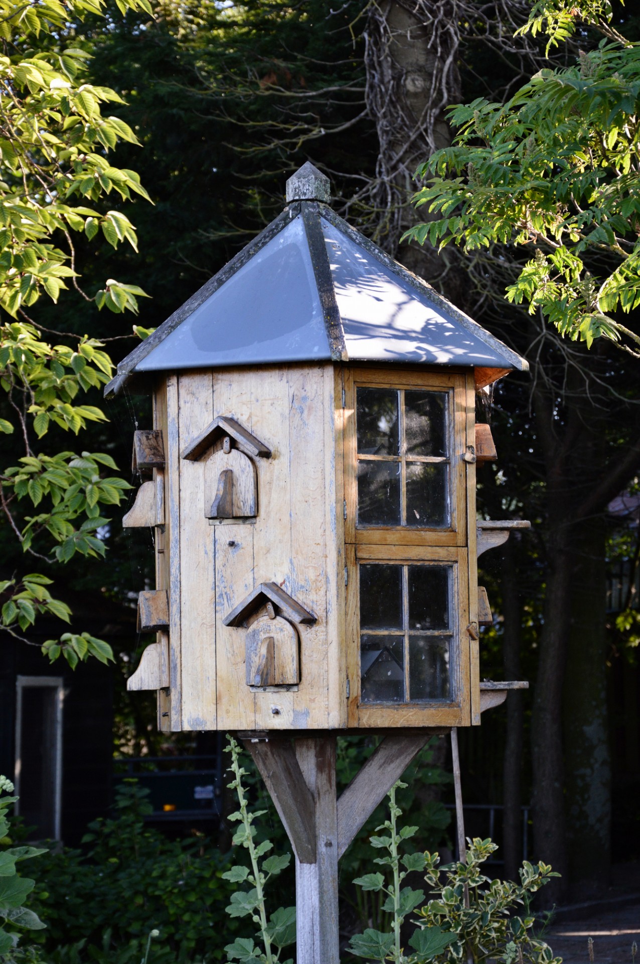 bird bird house garden free photo