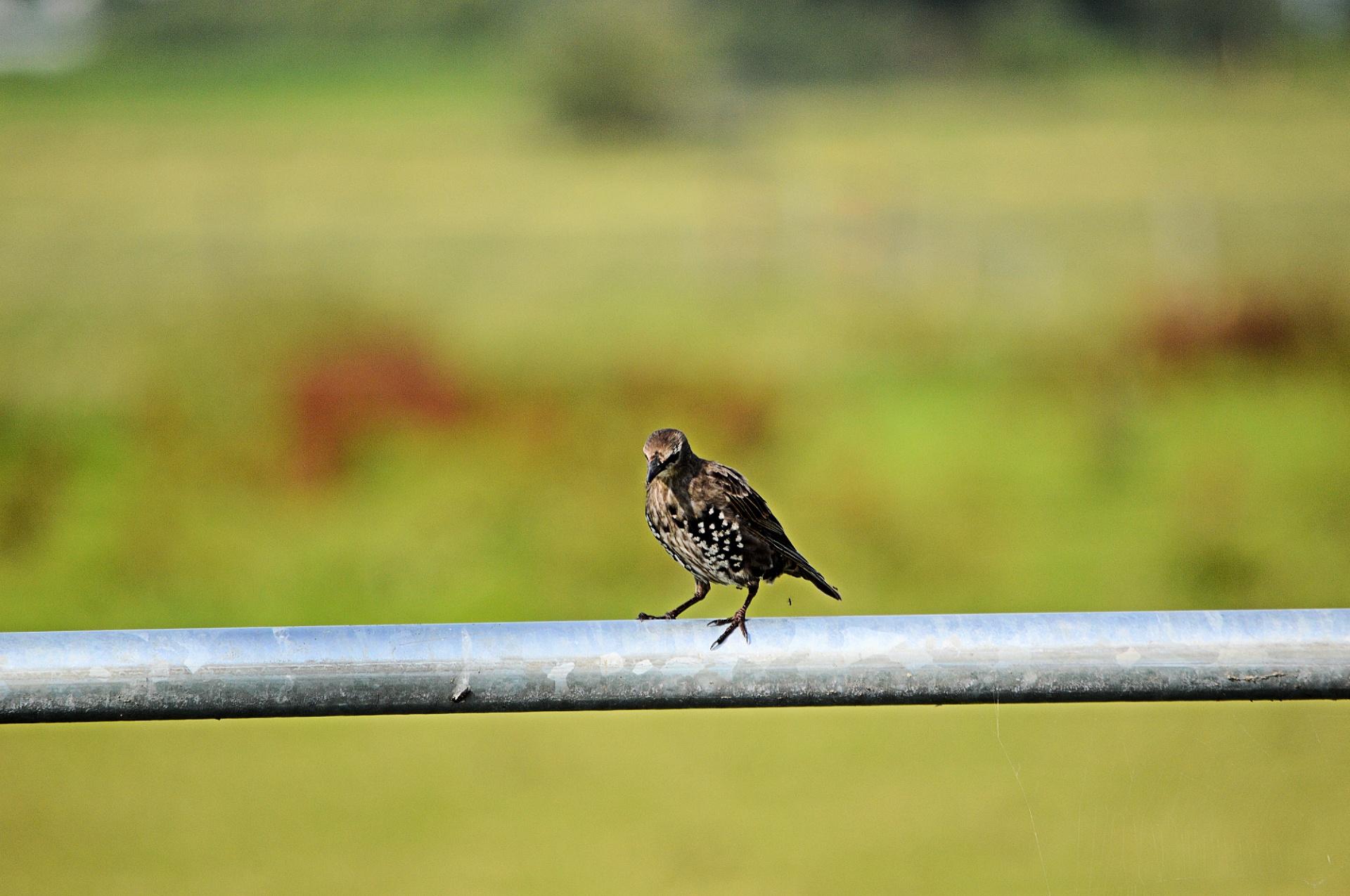 bird birds animal free photo