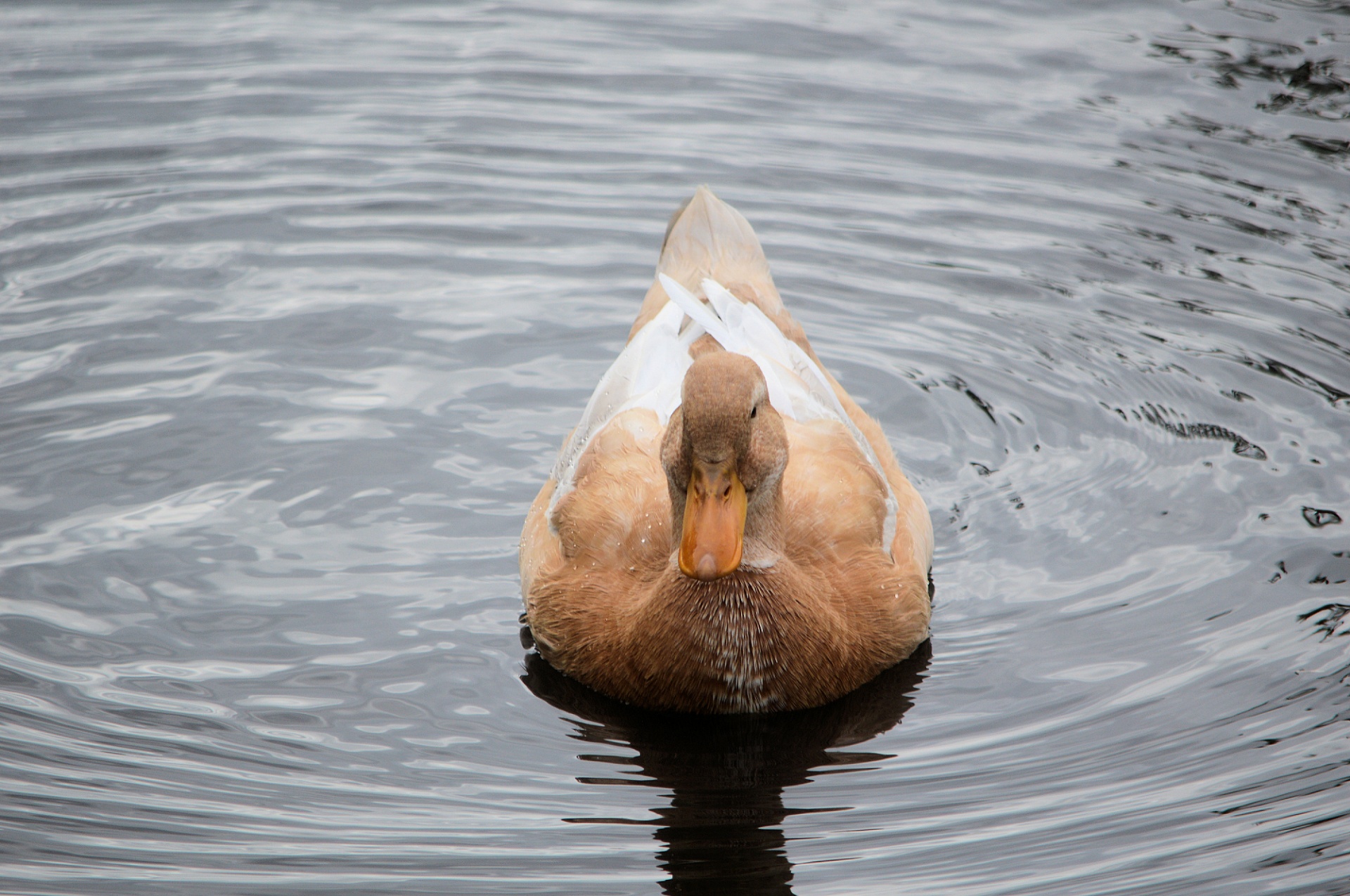 bird birds animal free photo