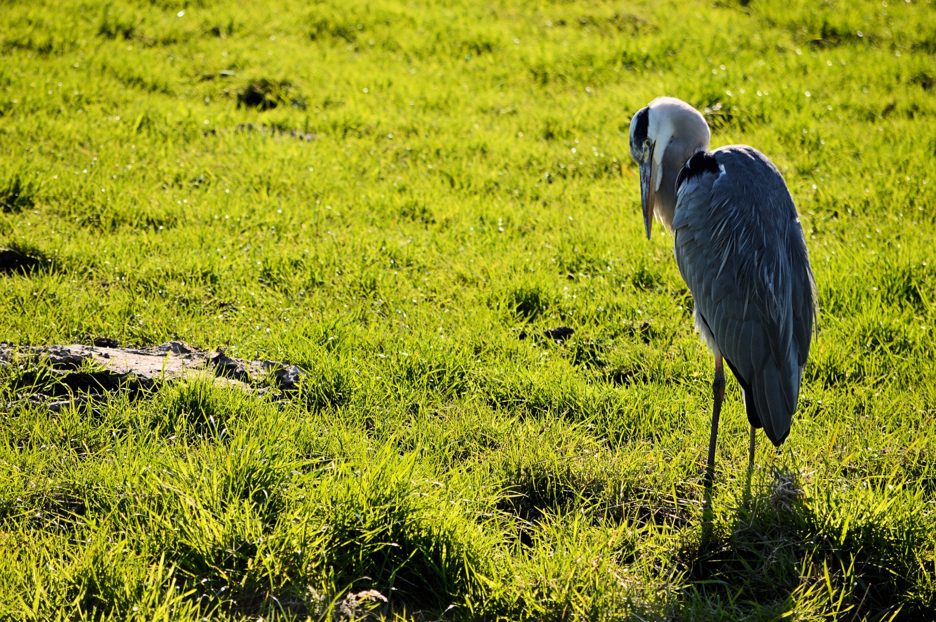 bird birds animal free photo