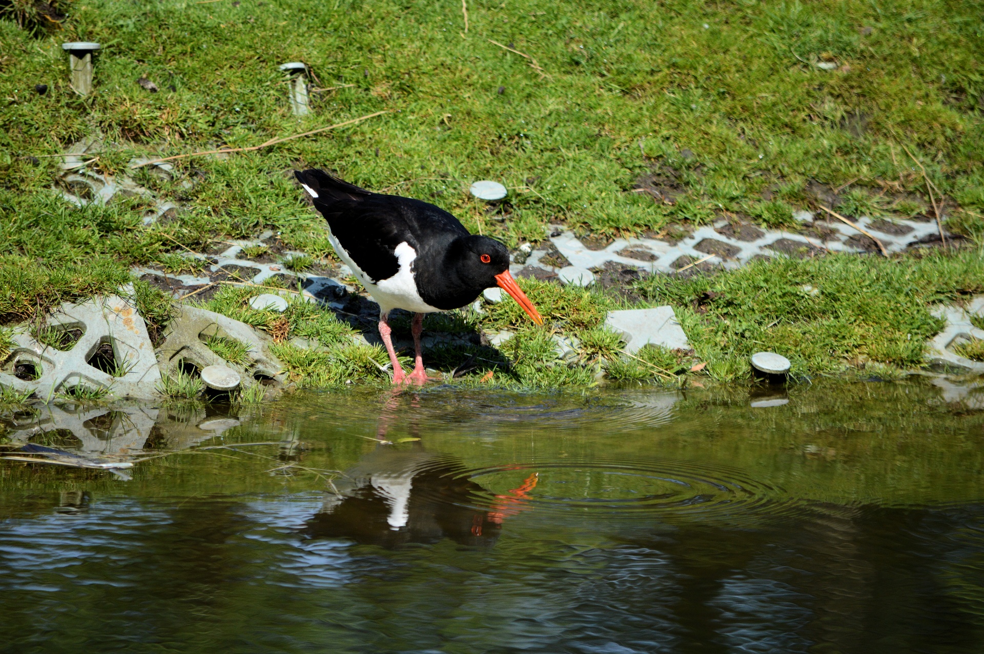 bird birds animal free photo