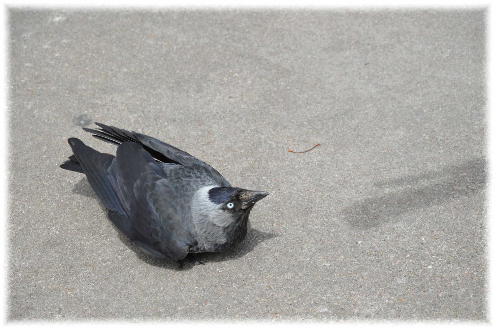 bird bread food free photo