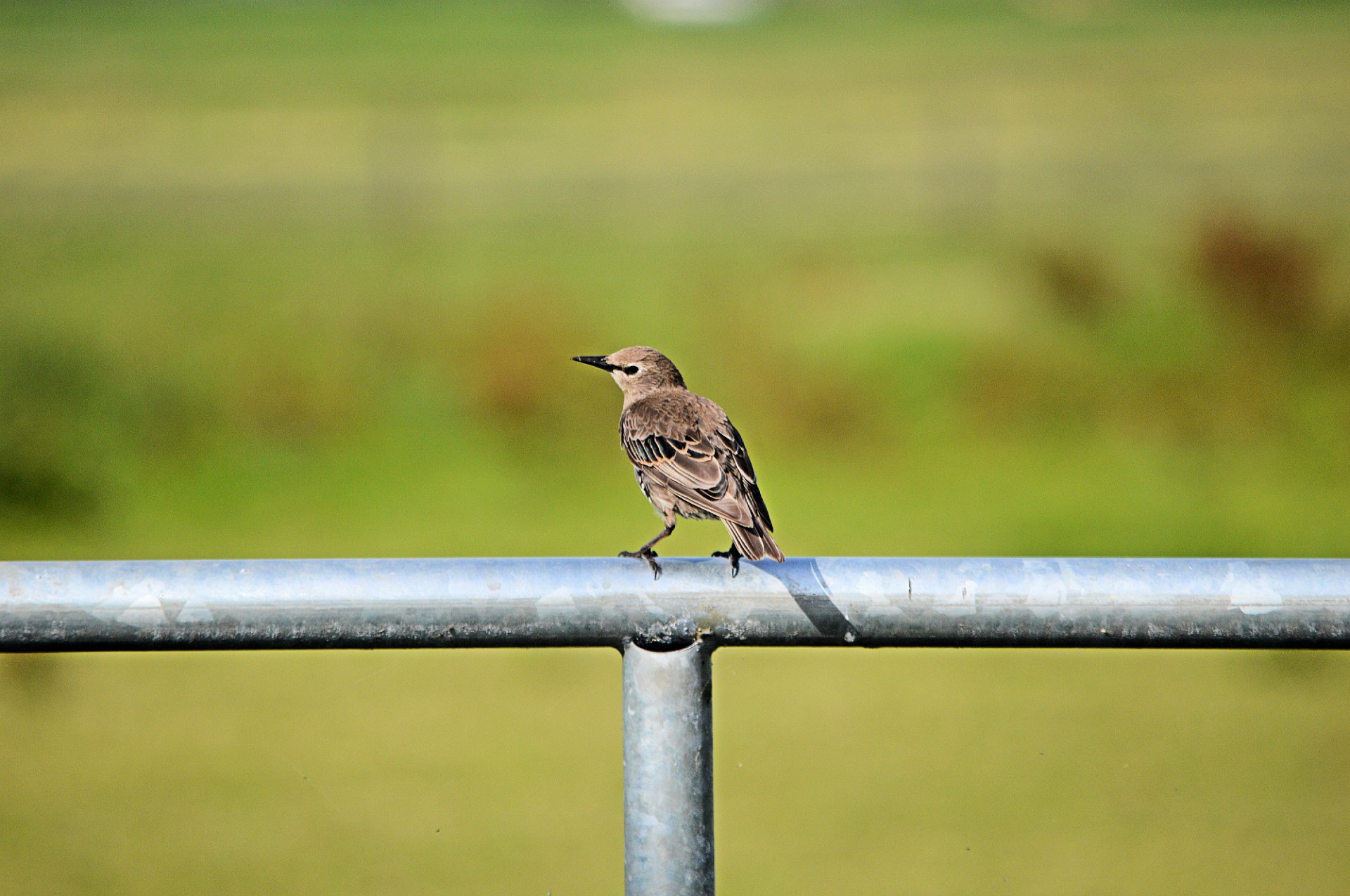 bird animal nature free photo