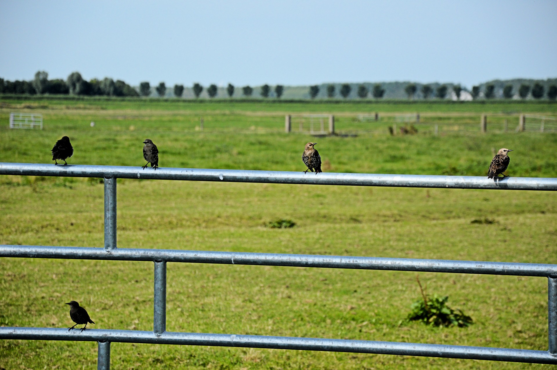 bird birds fence free photo